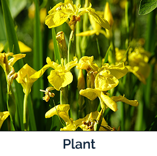 Yellowflag Iris plant