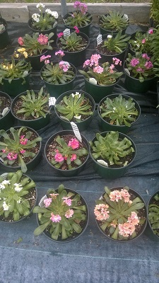 Lewisia plants growing in a nursery