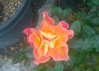 A sunset colored hybrid rose