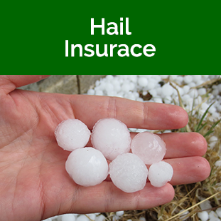 Hail Insurance