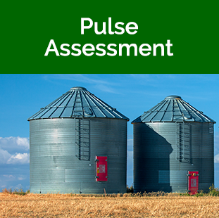 Pulse Assessment