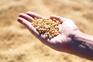 soybeans in hand