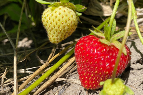 Aspen Grove Strawberries
