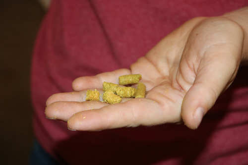 Hops Pellets in a hand
