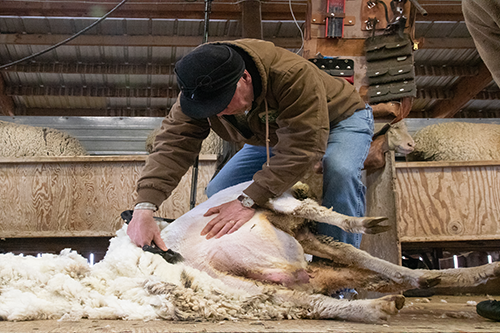 Governor Gianforte shearing sheep