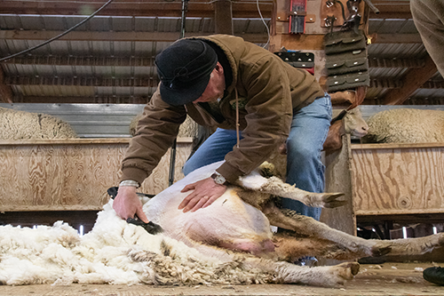 GovernorGinaforte shearing