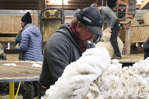 Duckworth grading wool