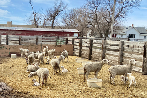 Hollenbeck Ranch ewes in a pen