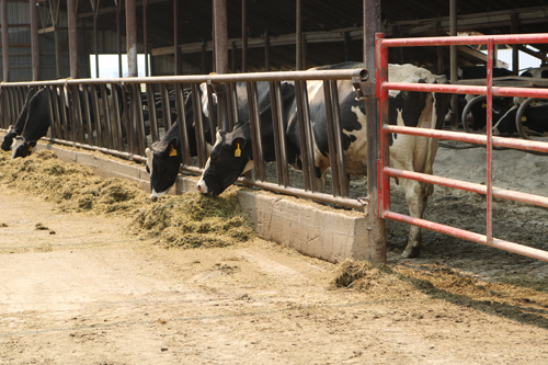 Kalispell Kreamery cows in feeding pen