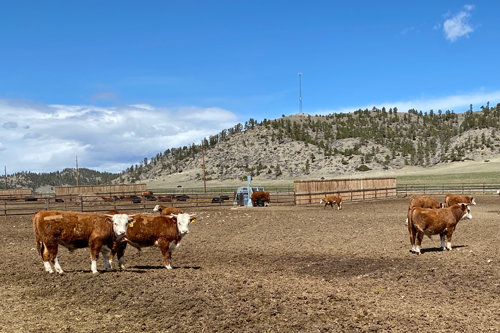 Midland Bull Test bulls in a corral 