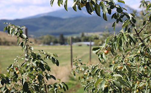 Montana Ciderworks apple tree