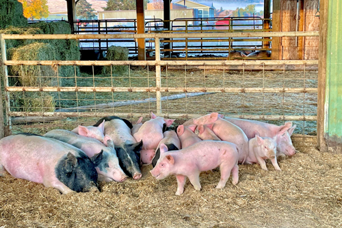 School House Meats pigs