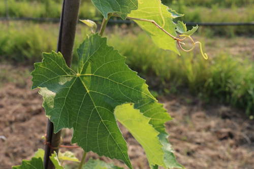 grape vine up close