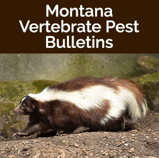 Vertebrate Pest Bulletins