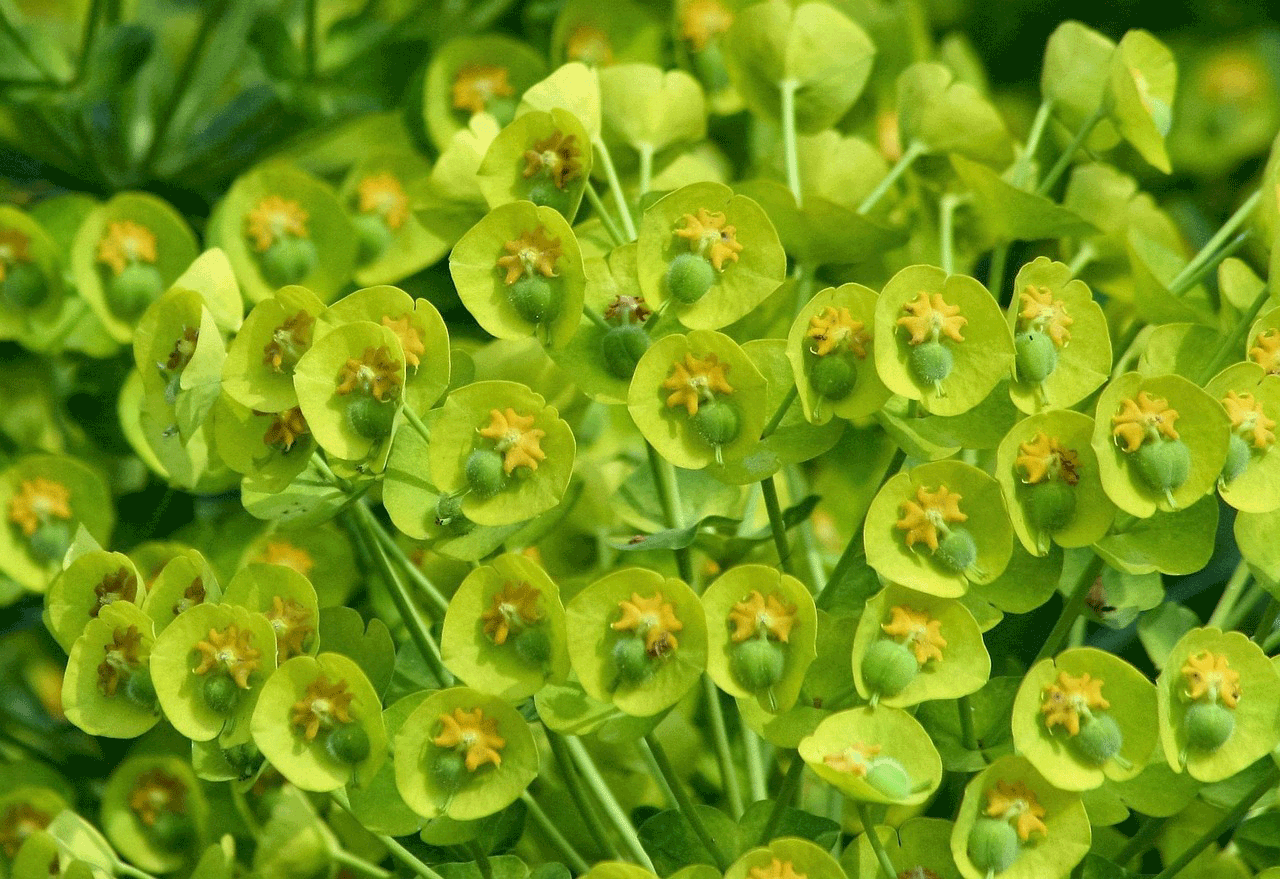 green and yellow flower heads